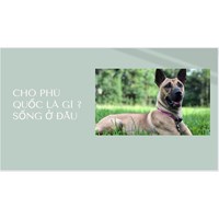 Chó Phú Quốc là gì ? Sống ở đâu