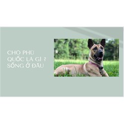 Chó Phú Quốc là gì ? Sống ở đâu