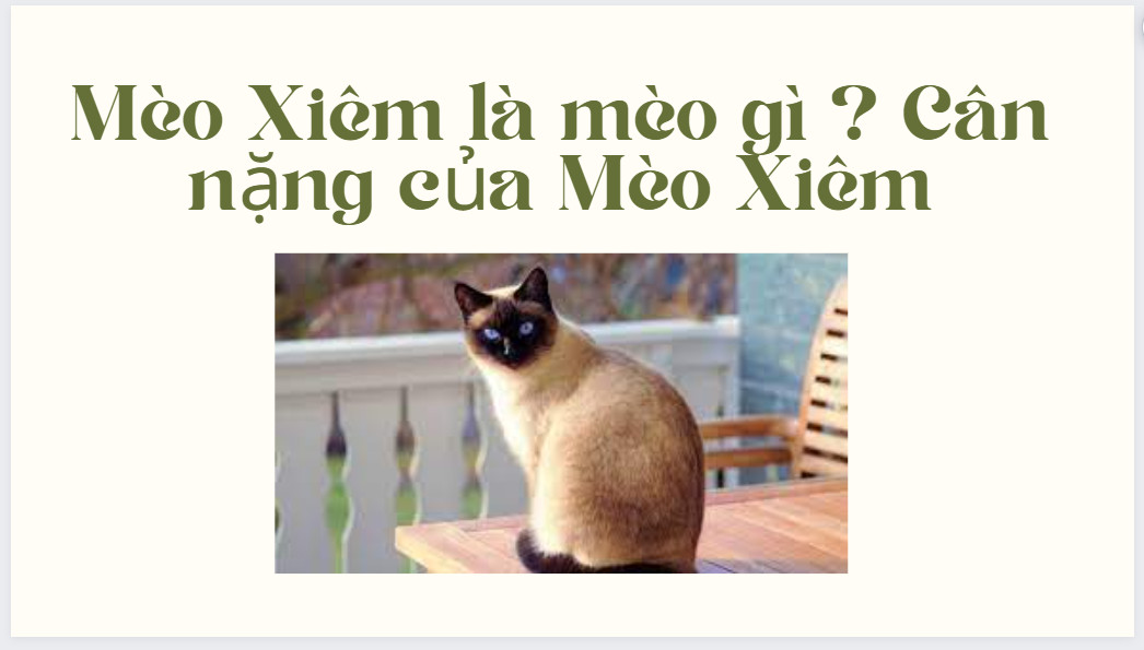 Mèo Xiêm là mèo gì ? Cân nặng của Mèo Xiêm