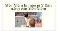 Mèo Xiêm là mèo gì ? Cân nặng của Mèo Xiêm