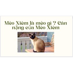Mèo Xiêm là mèo gì ? Cân nặng của Mèo Xiêm