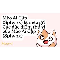 Mèo Ai Cập (Sphynx) là mèo gì? Các đặc điểm thú vị của Mèo Ai Cập (Sphynx)
