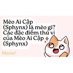 Mèo Ai Cập (Sphynx) là mèo gì? Các đặc điểm thú vị của Mèo Ai Cập (Sphynx)
