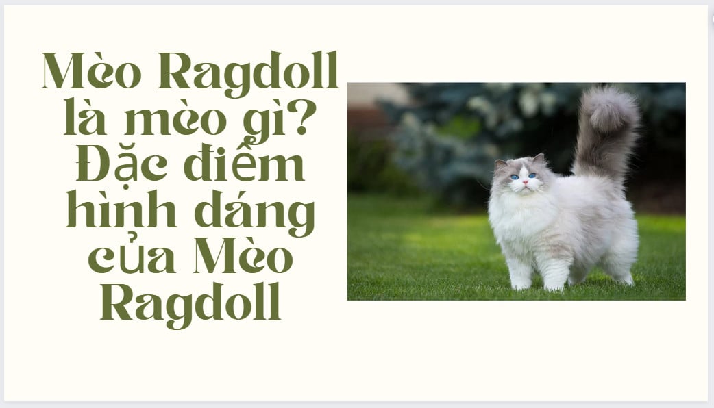 Mèo Ragdoll là mèo gì? Đặc điểm hình dáng của Mèo Ragdoll