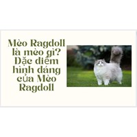 Mèo Ragdoll là mèo gì? Đặc điểm hình dáng của Mèo Ragdoll