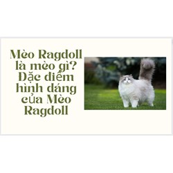 Mèo Ragdoll là mèo gì? Đặc điểm hình dáng của Mèo Ragdoll