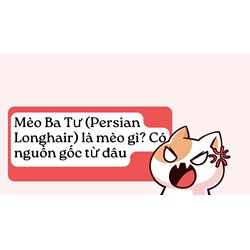 Mèo Ba Tư (Persian Longhair) là mèo gì? Có nguồn gốc từ đâu