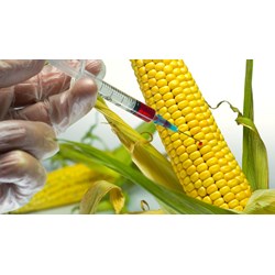Thực phẩm biến đổi gen bao gói sẵn dùng để trưng bày tại hội chợ có được miễn ghi nhãn bắt buộc không?