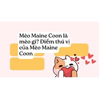 Mèo Maine Coon là mèo gì? Điểm thú vị của Mèo Maine Coon