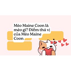Mèo Maine Coon là mèo gì? Điểm thú vị của Mèo Maine Coon