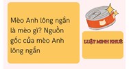 Mèo Anh lông ngắn là mèo gì? Nguồn gốc của mèo Anh lông ngắn