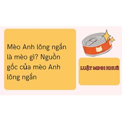 Mèo Anh lông ngắn là mèo gì? Nguồn gốc của mèo Anh lông ngắn
