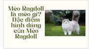 Mèo Mucnhkin là mèo gì? Tập tính của Mèo Mucnhkin.