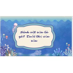 Sinh vật sứa là gì? Tuổi thọ của sửa