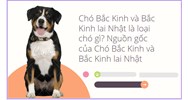 Chó Bắc Kinh và Bắc Kinh lai Nhật là loại chó gì? Nguồn gốc của Chó Bắc Kinh và Bắc Kinh lai Nhật