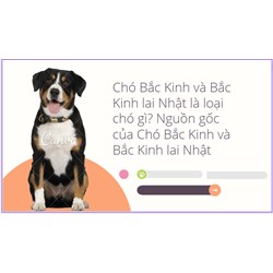 Chó Bắc Kinh và Bắc Kinh lai Nhật là loại chó gì? Nguồn gốc của Chó Bắc Kinh và Bắc Kinh lai Nhật
