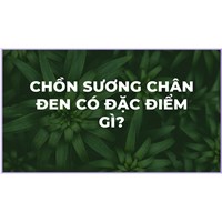 Chồn sương chân đen có đặc điểm gì?