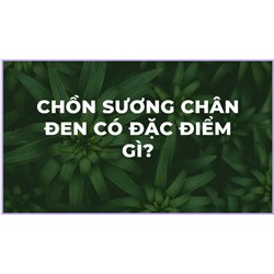 Chồn sương chân đen có đặc điểm gì?