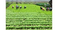 Hướng dẫn cách xác định loại đất đang sử dụng khi không có giấy tờ