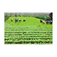 Hướng dẫn cách xác định loại đất đang sử dụng khi không có giấy tờ