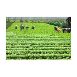 Hướng dẫn cách xác định loại đất đang sử dụng khi không có giấy tờ