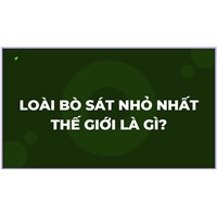 Loài bò sát nhỏ nhất thế giới là gì?