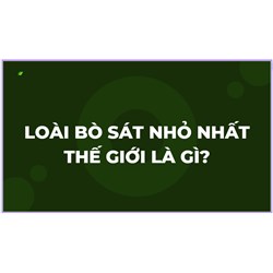 Loài bò sát nhỏ nhất thế giới là gì?