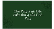 Chó Pug là gì? Đặc điểm thú vị của Chó Pug