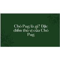 Chó Pug là gì? Đặc điểm thú vị của Chó Pug