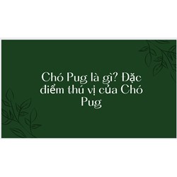Chó Pug là gì? Đặc điểm thú vị của Chó Pug