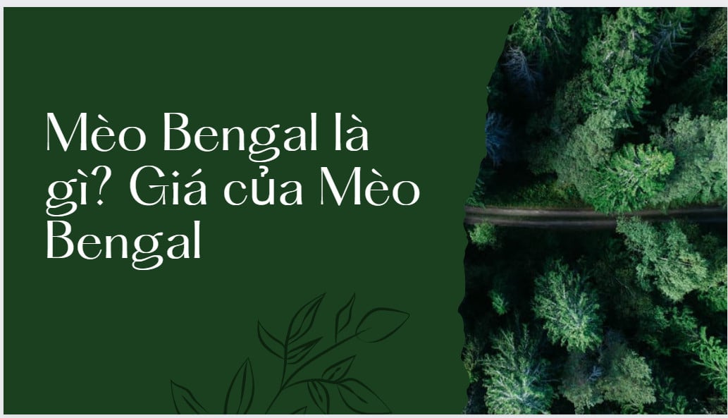 Mèo Bengal là gì? Giá của Mèo Bengal
