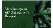 Mèo Bengal là gì? Giá của Mèo Bengal