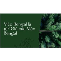 Mèo Bengal là gì? Giá của Mèo Bengal
