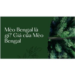 Mèo Bengal là gì? Giá của Mèo Bengal