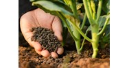 Trình tự và thẩm quyền cấp Quyết định công nhận phân bón lưu hành tại Việt Nam