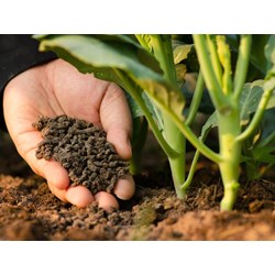 Trình tự và thẩm quyền cấp Quyết định công nhận phân bón lưu hành tại Việt Nam