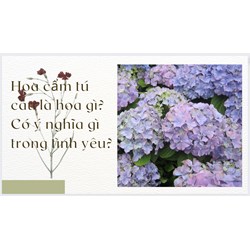 Hoa cẩm tú cầu là hoa gì? Có ý nghĩa gì trong tình yêu?