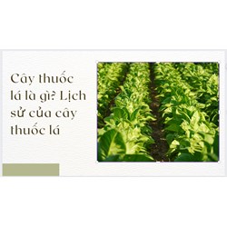 Cây thuốc lá là gì? Lịch sử của cây thuốc lá