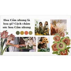 Hoa Cẩm nhung là hoa gì? Cách chăm sóc hoa Cẩm nhung