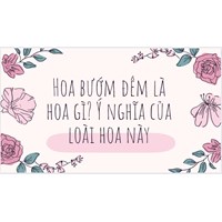 Hoa bướm đêm là hoa gì? Ý nghĩa của loài hoa này