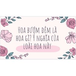 Hoa bướm đêm là hoa gì? Ý nghĩa của loài hoa này