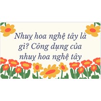 Nhuỵ hoa nghệ tây là gì? Công dụng của nhuỵ hoa nghệ tây