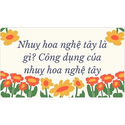 Nhuỵ hoa nghệ tây là gì? Công dụng của nhuỵ hoa nghệ tây