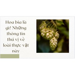 Hoa bia là gì? Những thông tin thú vị về loài thực vật này