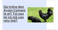 Gà trống đen Ayam Cemani là gì? Tại sao lại có giá cao như thế?