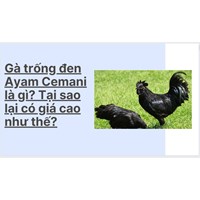 Gà trống đen Ayam Cemani là gì? Tại sao lại có giá cao như thế?