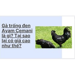 Gà trống đen Ayam Cemani là gì? Tại sao lại có giá cao như thế?