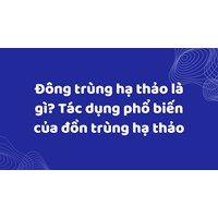 Đông trùng hạ thảo là gì? Tác dụng phổ biến của đông trùng hạ thảo