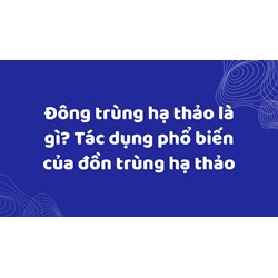 Đông trùng hạ thảo là gì? Tác dụng phổ biến của đông trùng hạ thảo