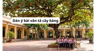 Dàn ý bài văn tả cây bàng lớp 4 dầy đủ, chi tiết nhất